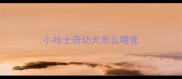 小哈士奇幼犬怎么喂食