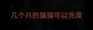 几个月的猫猫可以洗澡
