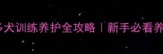 纯种拉布拉多犬训练养护全攻略新手必看养宠避坑指南