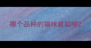 哪个品种的猫咪最聪明