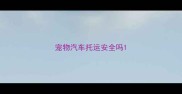 宠物汽车托运安全吗