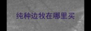 纯种边牧在哪里买