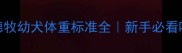 两个月德牧幼犬体重标准全新手必看喂养指南