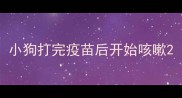 小狗打完疫苗后开始咳嗽
