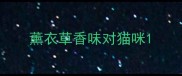 薰衣草香味对猫咪