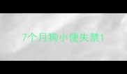7个月狗小便失禁