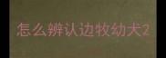 怎么辨认边牧幼犬