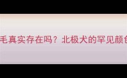 哈士奇棕色皮毛真实存在吗北极犬的罕见颜色与养护指南