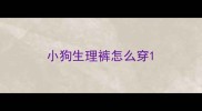 小狗生理裤怎么穿