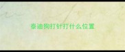 泰迪狗打针打什么位置