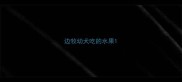 边牧幼犬吃的水果