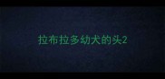 拉布拉多幼犬的头
