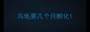 乌龟要几个月孵化
