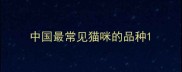 中国最常见猫咪的品种