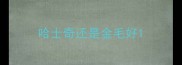 哈士奇还是金毛好