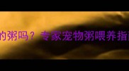 哈士奇能喝加白糖的粥吗专家宠物粥喂养指南与科学替代方案