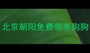 北京朝阳免费领养狗狗