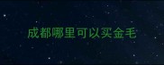 成都哪里可以买金毛