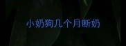 小奶狗几个月断奶