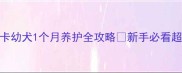 美国可卡幼犬1个月养护全攻略新手必看超全指南