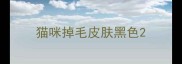 猫咪掉毛皮肤黑色