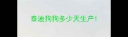 泰迪狗狗多少天生产