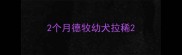 2个月德牧幼犬拉稀