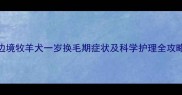 边境牧羊犬一岁换毛期症状及科学护理全攻略