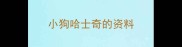 小狗哈士奇的资料