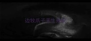 边牧爪子天生残疾