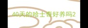 40天的哈士奇好养吗