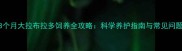 8个月大拉布拉多饲养全攻略科学养护指南与常见问题