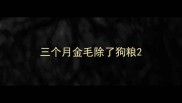 三个月金毛除了狗粮