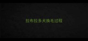 拉布拉多犬换毛过程
