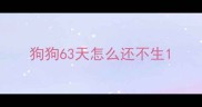 狗狗63天怎么还不生