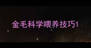 金毛科学喂养技巧