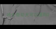 哈士奇幼犬可以遛吗