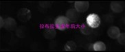 拉布拉多成年后大小