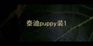 泰迪puppy装