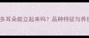 拉布拉多耳朵能立起来吗品种特征与养护指南