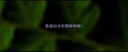 泰迪幼犬吃哪种狗粮