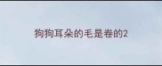 狗狗耳朵的毛是卷的