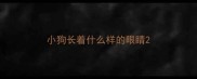 小狗长着什么样的眼睛