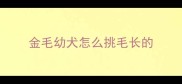 金毛幼犬怎么挑毛长的