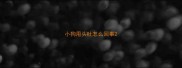 小狗甩头吐怎么回事