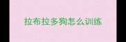 拉布拉多狗怎么训练