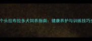 大个头拉布拉多犬饲养指南健康养护与训练技巧全