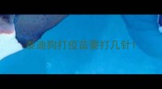 泰迪狗打疫苗要打几针