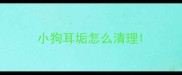 小狗耳垢怎么清理