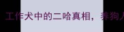 哈士奇智商排名大工作犬中的二哈真相养狗人必看的选购指南